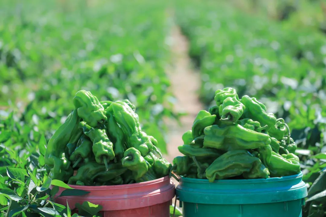 1658388724242048578.jpg 1658388724242048578.jpg