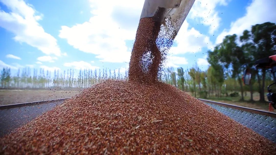 1665393820064042130.jpg 1665393820064042130.jpg