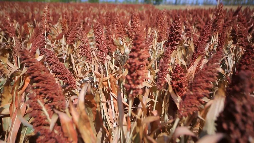 1665393849865097977.jpg 1665393849865097977.jpg